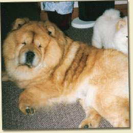 Tanlap Chows