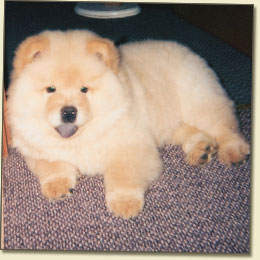 Tanlap Chows