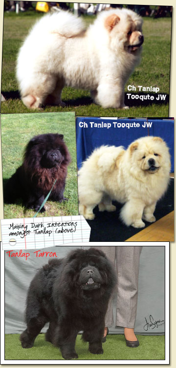 Tanlap Chows