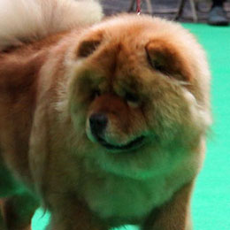 Tanlap Chows