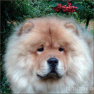 Tanlap Chows The Champions