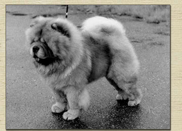 Tanlap Chows - Overseas Chows By Tanlap )(