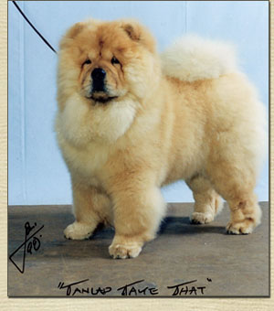 Tanlap Chows