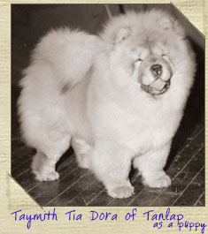 Tanlap Chows