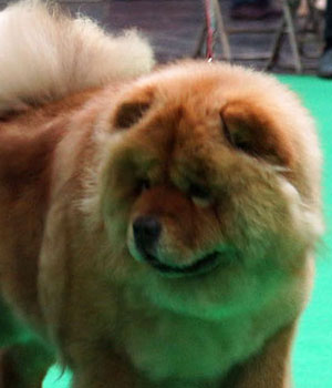 Tanlap Chows