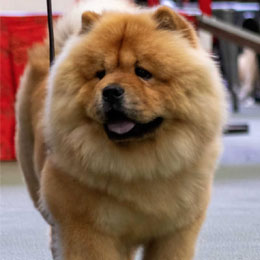 Tanlap Chows