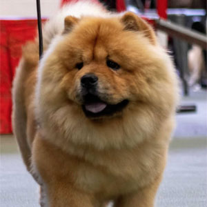 Tanlap Chows